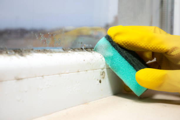 Why You Should Choose Our Mold Remediation Services in Canastota, NY